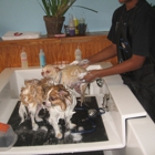 Barkley's Do It Yourself Dog Wash & Professional Groom Spa