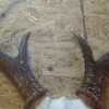 Memories Taxidermy gallery