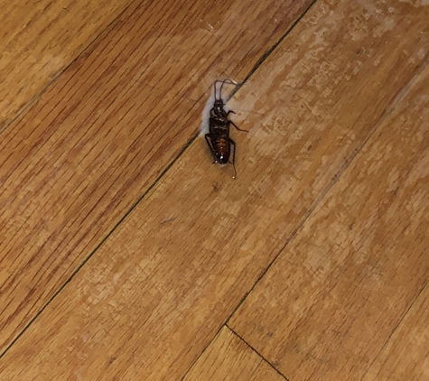 Paper Street Realty - Chicago, IL. A Roach In My Apartment