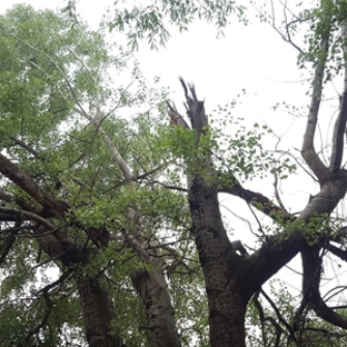Global Arborist Australia - Port Melbourne, VIC
