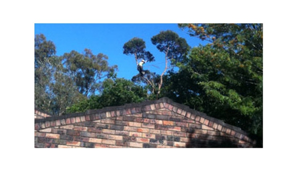 Arbor Pride. - Lane Cove North, NSW