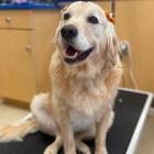 Petsense by Tractor Supply