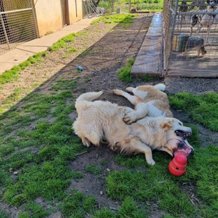 Kellmann Kennels - Templers, SA