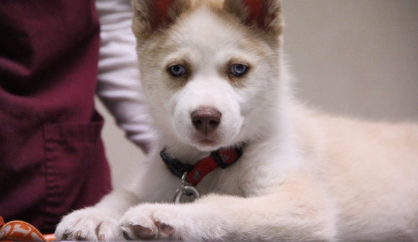 Evergreen Park Animal Hospital - Evergreen Park, IL