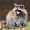 Pro Tech Wildlife Removal gallery