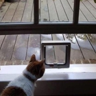 Cat Flap Fever Industries