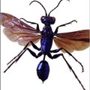 Hug-A-Bug Pest Control & Termite