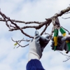 Tree Surgeons gallery