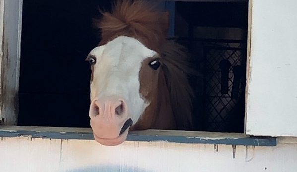 Thomas School Of Horsemanship - Melville, NY