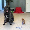 Southwest Florida Dog Training and Puppy Bootcamp gallery
