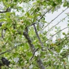 Green Point Tree Services gallery