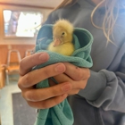 Bear Creek Animal Hospital
