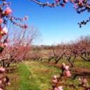 Wind Ridge Farm - Farms