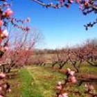 Wind Ridge Farm