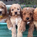 Texan Doodles - Breeder San Antonio, Texas - Pet Breeders