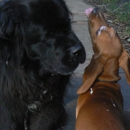 NW Canine Connection - Pet Breeders