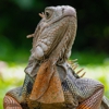 Gotcha Wildlife Removal gallery