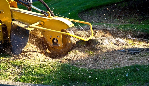 Affordable Stump Grinding - Elanora, QLD