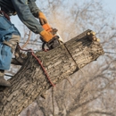 Dreidy & Brother Tree Service - Tree Service
