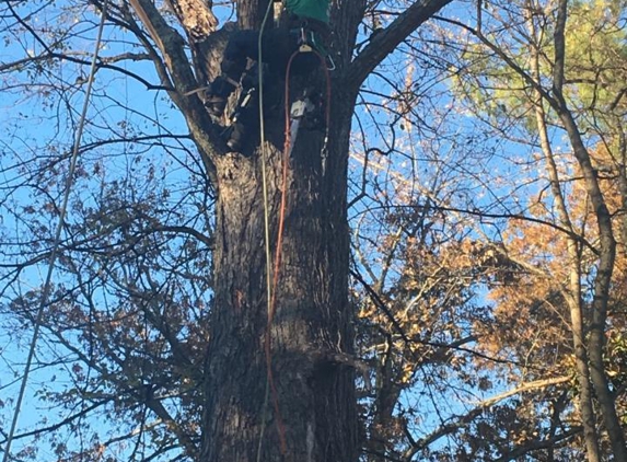 Arborscapes  Tree Service