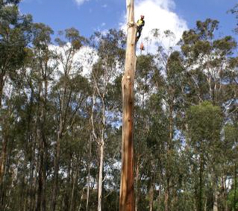 Drouin Tree Services - Drouin, VIC