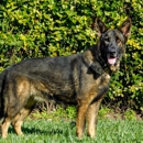 South Florida shepherds - Pet Breeders