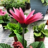 Salama Greenhouse & Floral Inc gallery