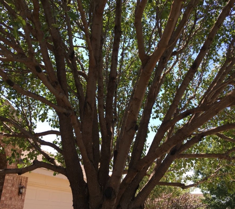 Tenorio Tree Service - Fort Worth, TX