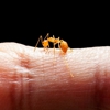 Miche Pest Control gallery