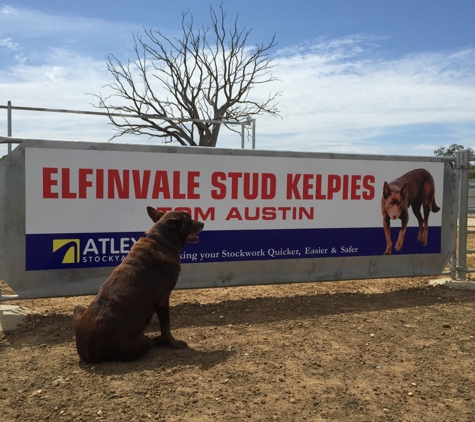 Elfinvale Stud Kelpies - Melville Forest, VIC