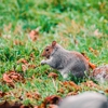 Ranger Wildlife Removal gallery