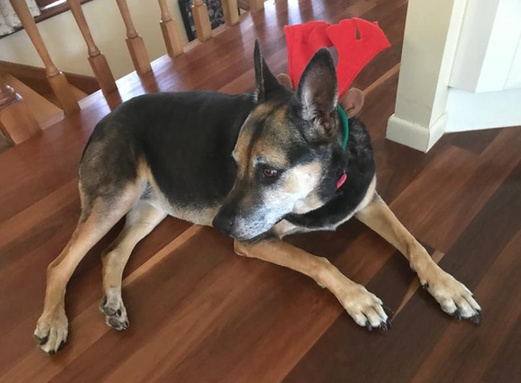 Greencross Vets Woolloongabba - Woolloongabba, QLD. Heidi 2019