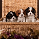 Castle Creek Cavaliers - Pet Stores
