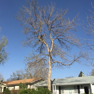 Abe's Tree Service - Colorado Springs, CO. Deadwooding an Ash Tree