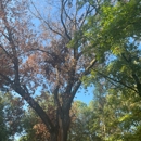 Stump Grinding Services - Tree Service