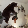 Bob's Wildlife Taxidermy Std