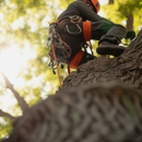 Landscaping Landscaping - Tree Service