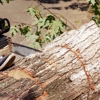 Luis Hernandez Tree Service gallery