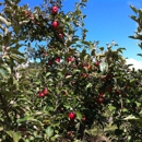 Nelson's Apple Farm - Orchards