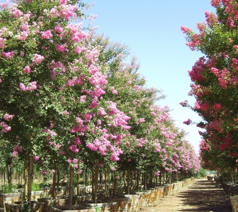 Moon Valley Nurseries - Phoenix, AZ