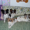 Salina Pet Parlor gallery