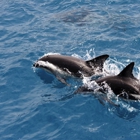 Aloha Key West Dolphin Charter