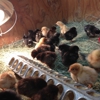 Kahoots Feed & Pet Supplies gallery
