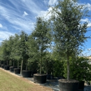 TreeWorld Wholesale - Tree Service