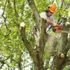 Green's Tree Service gallery