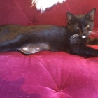 Pounce Cat Cafe
