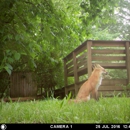 Apex Wildlife