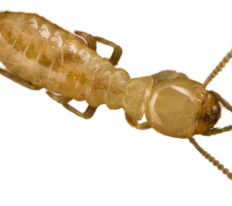 Advantech Termite & Pest Management - Phoenix, AZ