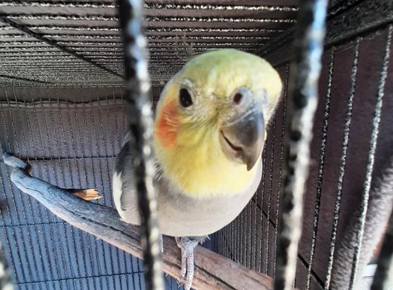 Noonies Pet Care - Salt Ash, NSW. Bobby the bird