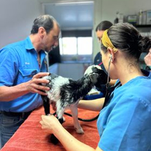 Acacia Veterinary Surgery - Yeppoon, QLD